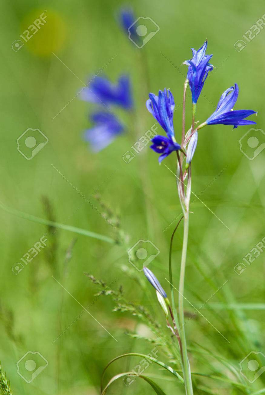 Campanula garden from the family of handbells Campanula garden from the family of handbells