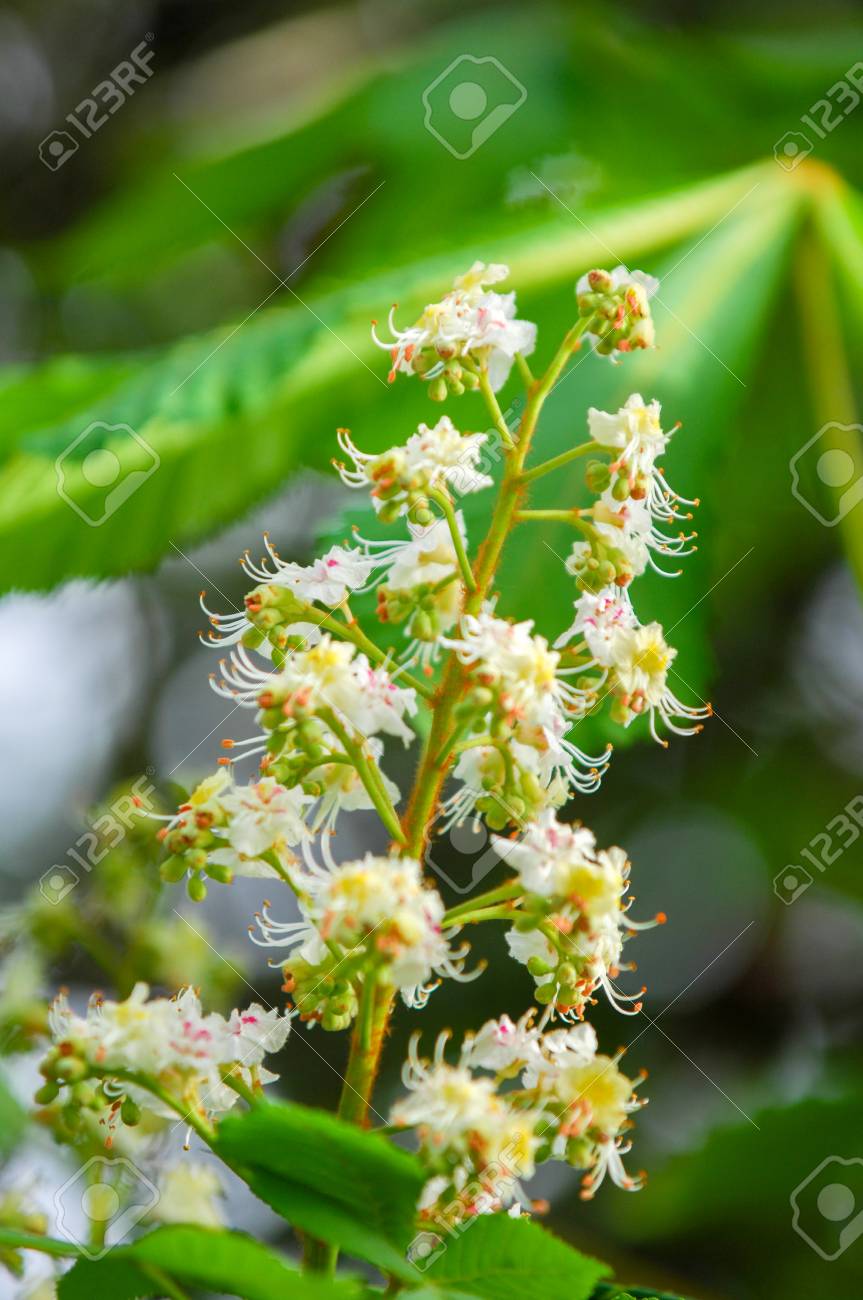 Fleurs De Châtaigne Fleurissant Au Printemps Aesculus Hippocastanum Fleur De Marronnier Dinde