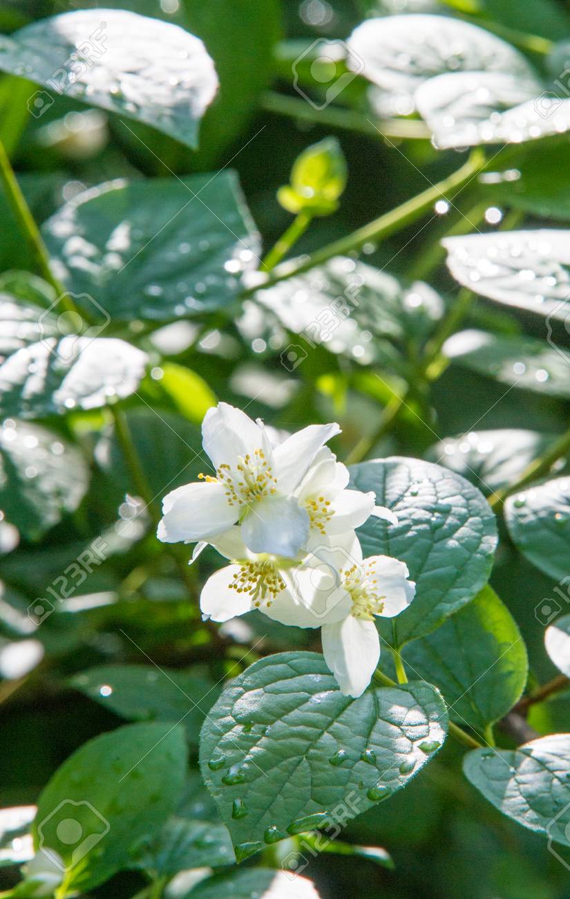 ジャスミンの花 香りのよい花の香水やお茶で使用に耐える登山植物または旧世界の低木 観賞用として人気があります の写真素材 画像素材 Image