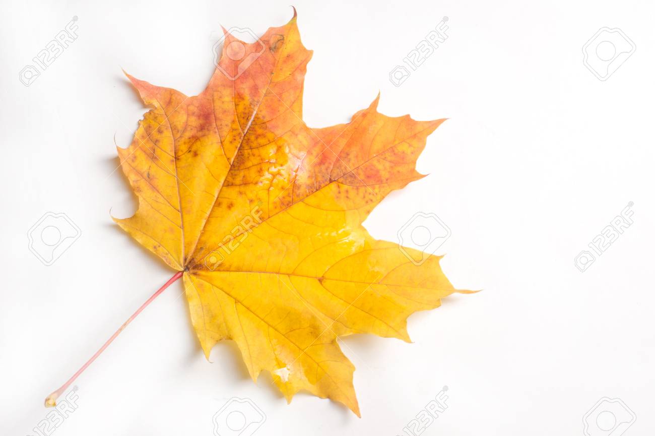 Texture Pattern Autumn Maple Leaf On A White Background Stock Photo Picture And Royalty Free Image Image 65496183