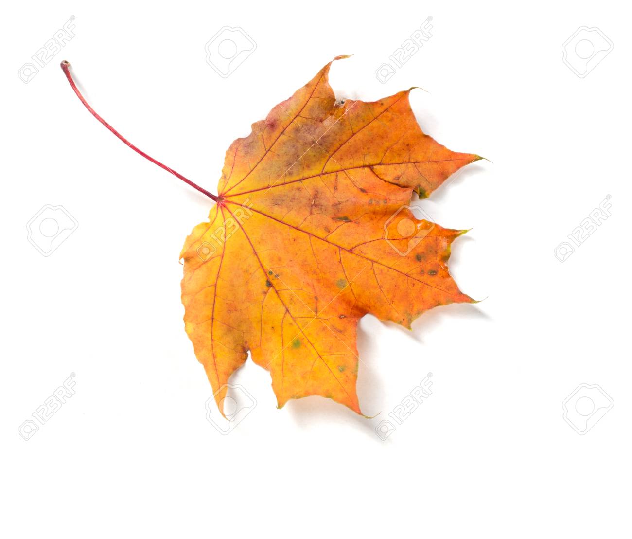 Alaza Otoño Hojas De Arce Y Bandas Dorada Cartera De Viaje Alaza Otoño Hojas De Arce Y Bandas Dorada Cartera De Viaje