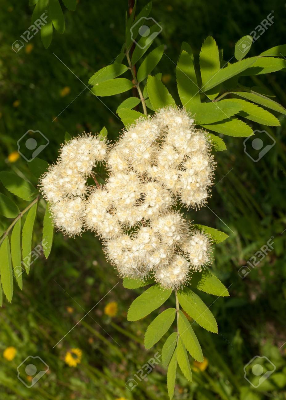 花ナナカマド 春にナナカマドを下げます ナナカマドの木の白い花 の写真素材 画像素材 Image