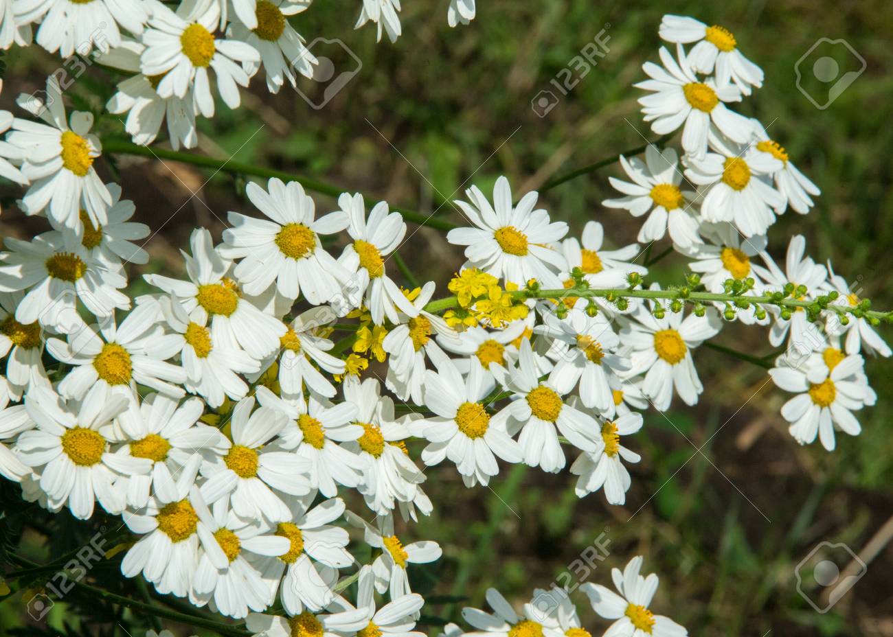 カモミールやカモミールの花 草本植物の芽 ある Ryh に花びらが通常 白と黄色の中間 薬剤注入またはこの植物の花からパウダー の写真素材 画像素材 Image