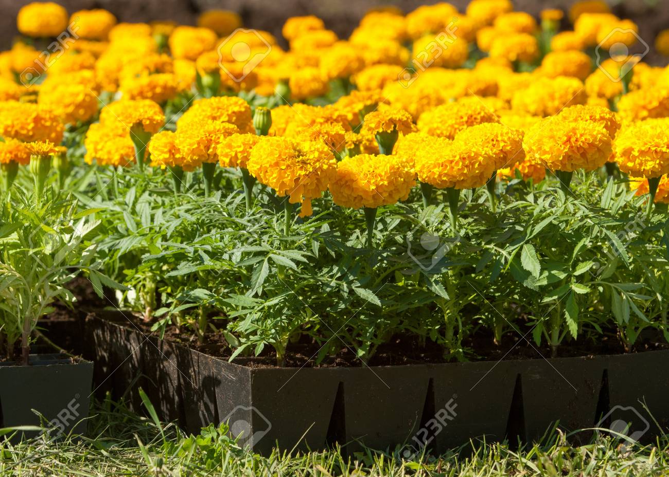 マリーゴールド 芝生の上は 花が植えられています の写真素材 画像素材 Image