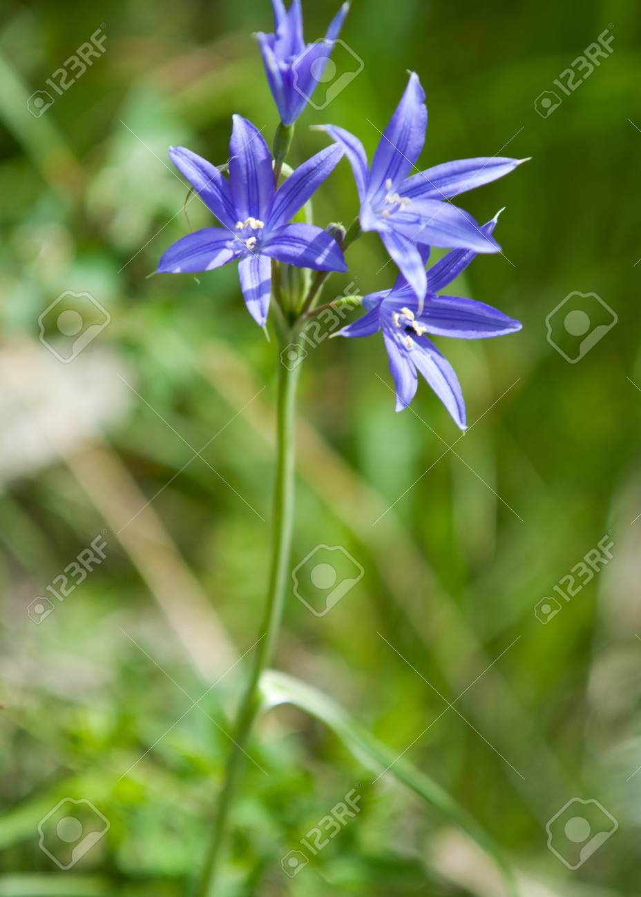 Campanula garden from the family of handbells Campanula garden from the family of handbells