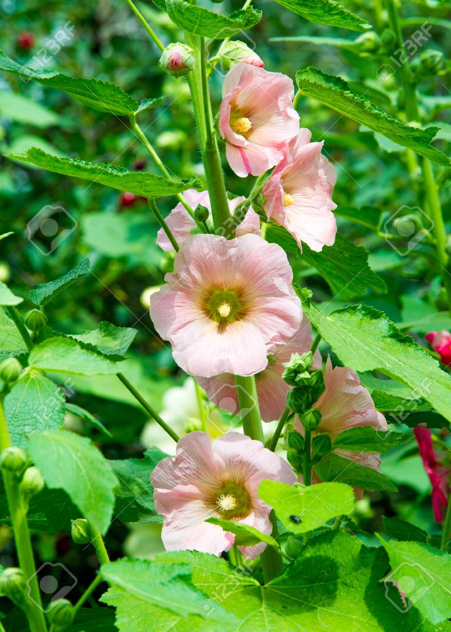 アオイ科の植物の花 毛深い茎 ピンクまたは紫の花と果物の円盤状草本植物 いくつかの種類が 観賞用として栽培されて 一部は食用です の写真素材 画像素材 Image