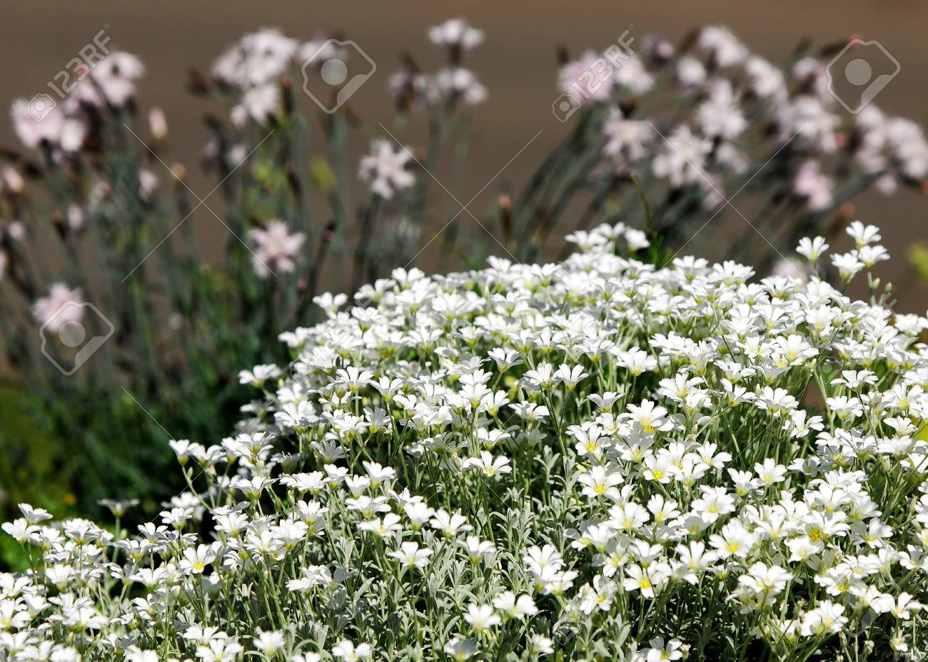 Flowers Gypsophila A Plant Of The Genus Gypsophila In The Pink Family Especially In Gardening Baby S Breath Stock Photo Picture And Royalty Free Image Image