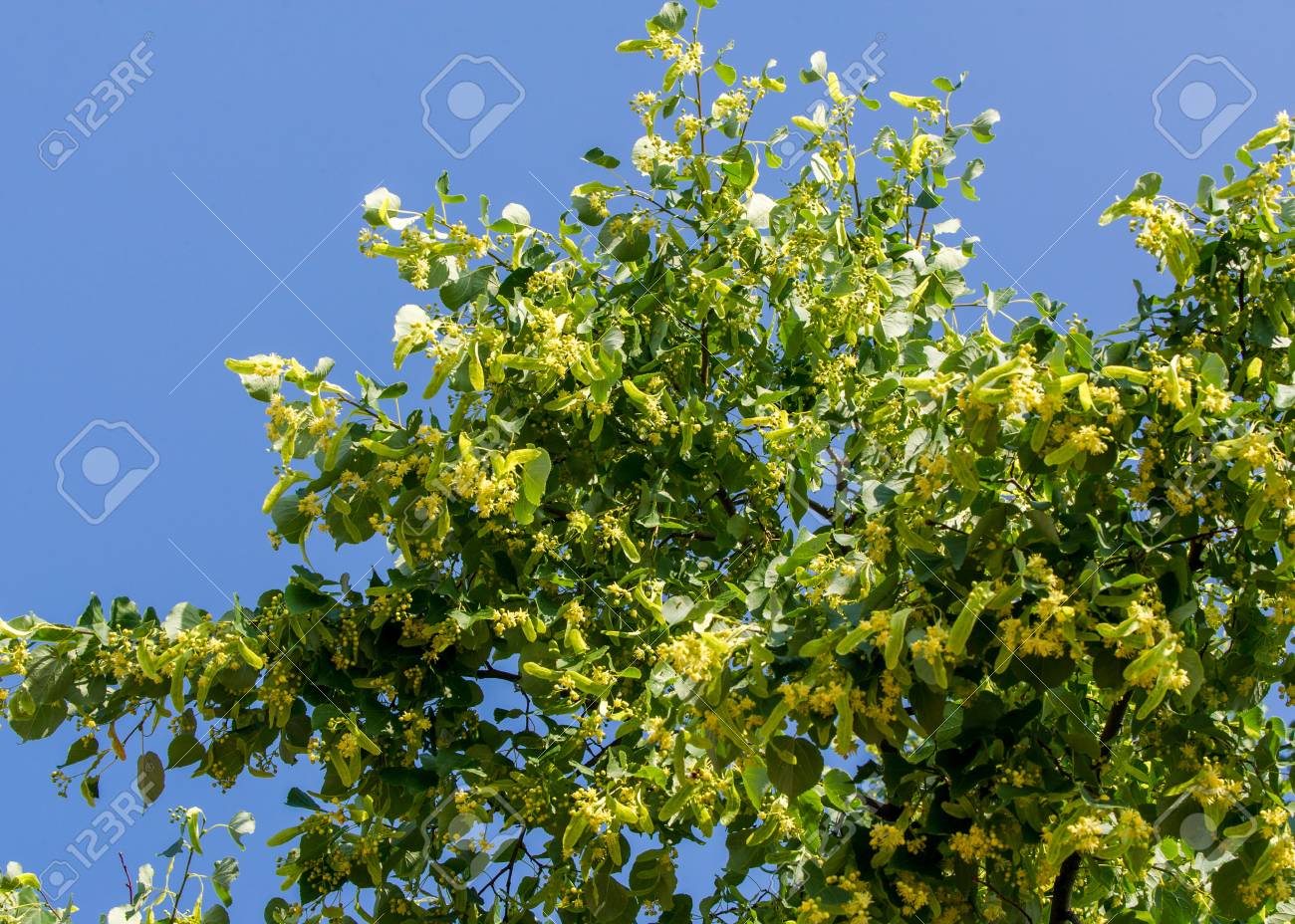 Fleurs De Tilleul Soft Focus Floraison Branche Linden Dans La Journée Juin Un Arbre à Feuilles Caduques Avec Des Feuilles En Forme De Coeur Et Des