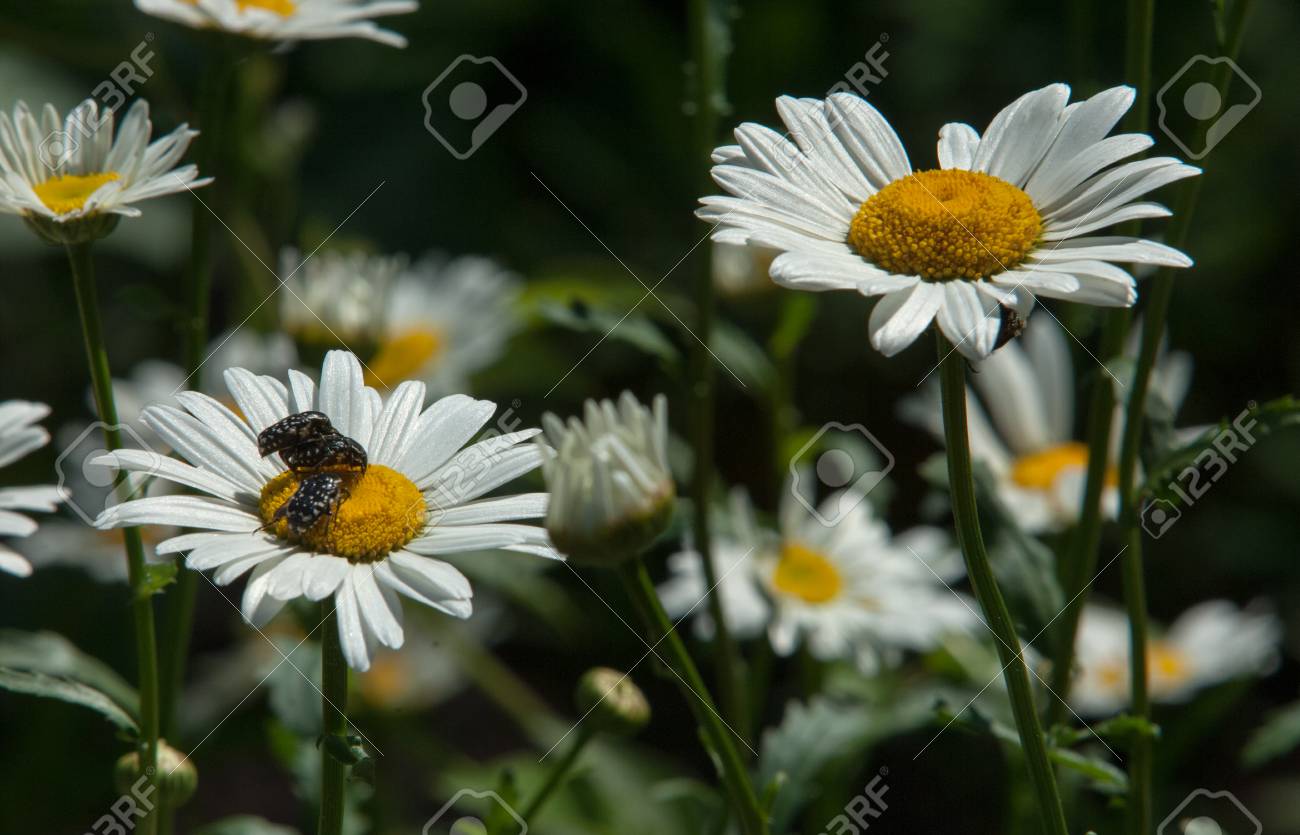 カモミールやカモミールの花 草本植物の芽 ある Ryh に花びらが通常 白と黄色の中間 薬剤注入またはこの植物の花からパウダー の写真素材 画像素材 Image