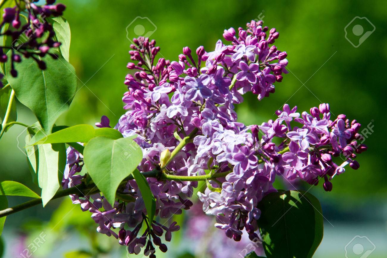 Texture Modèle Fond Fleurs De Lilas Dune Couleur Rose Violet Pâle Grand Arbuste De Jardin Avec Des Fleurs Odorantes Violettes Ou Blanches