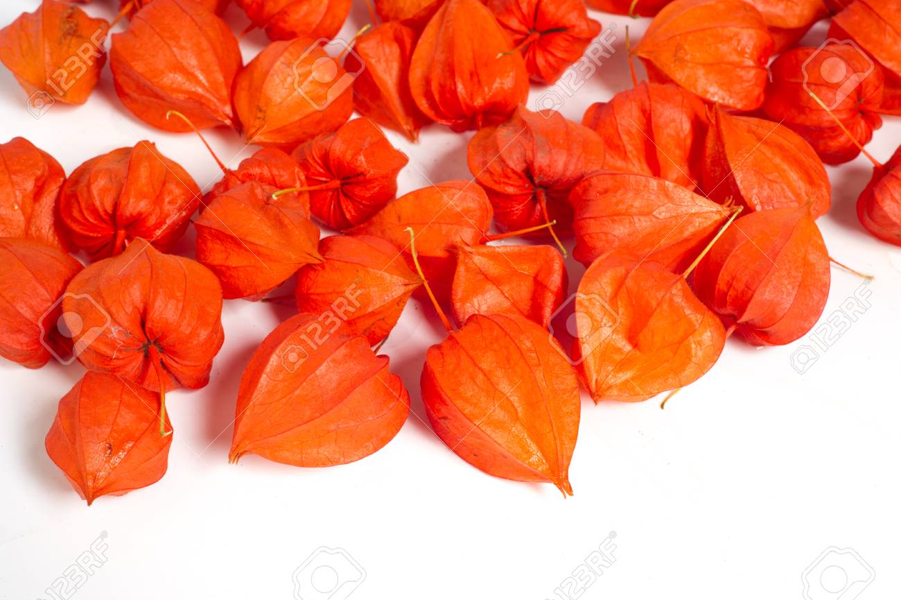 サイサリス Faeªse Leªs 時々 Faeªeˆseeªleªs サイサリスから膀胱を はイヌホオズキ ナス科 の顕花植物の属 の写真素材 画像素材 Image