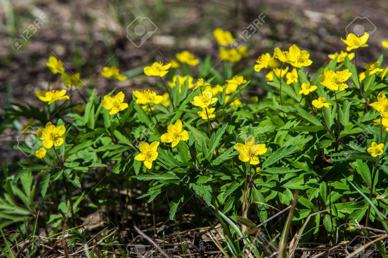 アネモネ イエロー フォレスト花は約 0 種の温帯原産のキンポウゲ家族の顕花植物の属です の写真素材 画像素材 Image