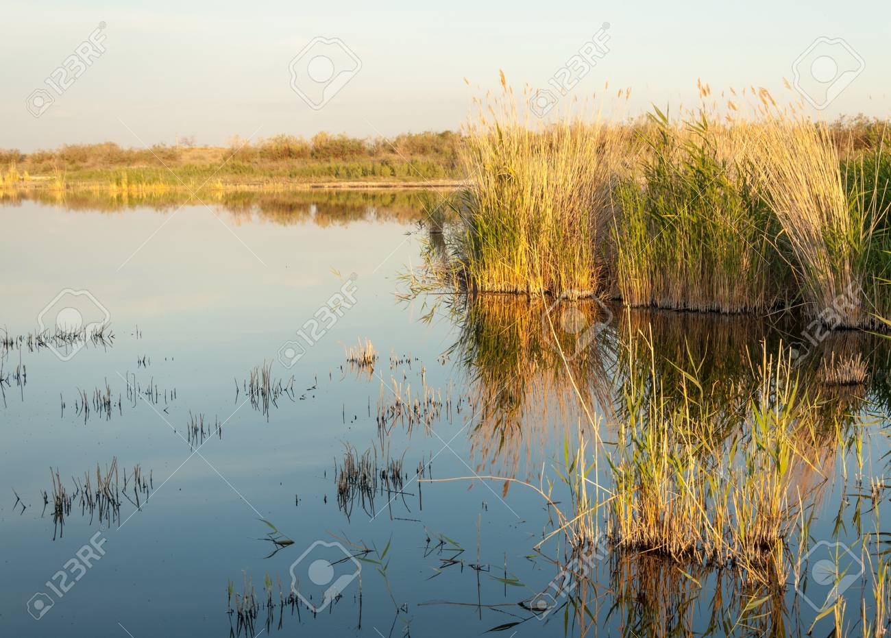 Pequeno Lago Sob Um Bom Ceu Cena Noturna No Lago Em Estepe Paisagem Com Pantano Em Estepe No Bom Dia De Verao Cena De Verao No Lago Fotos Retratos Imagenes Y Fotografia