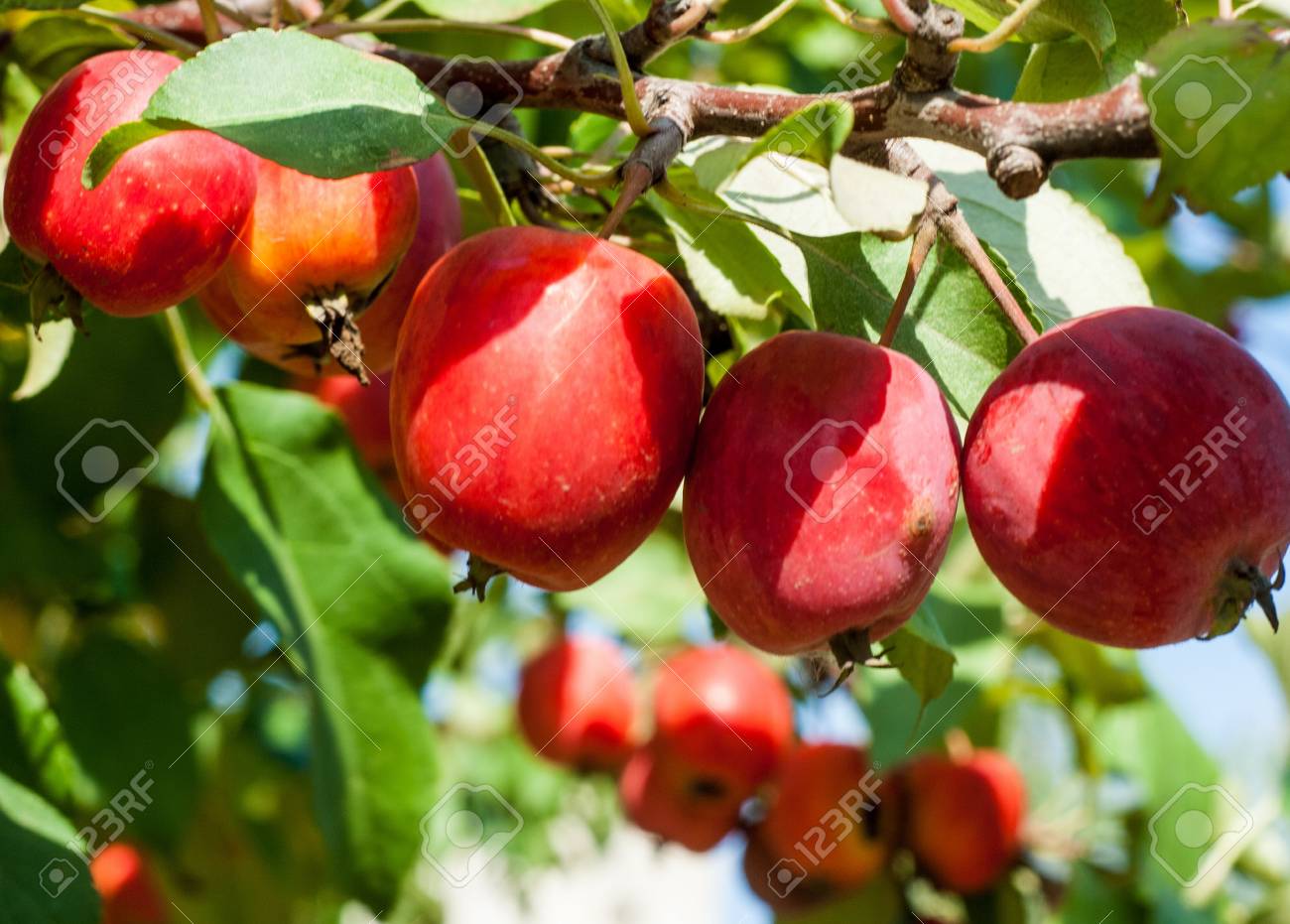 Crabapple Et Pomme Sauvage Malus Est Un Genre D Environ 30 A 55 Especes De Petites Pommes A Feuilles Caduques Ou Des Arbustes Dans La Famille Des Rosacees Banque D Images Et Photos Libres