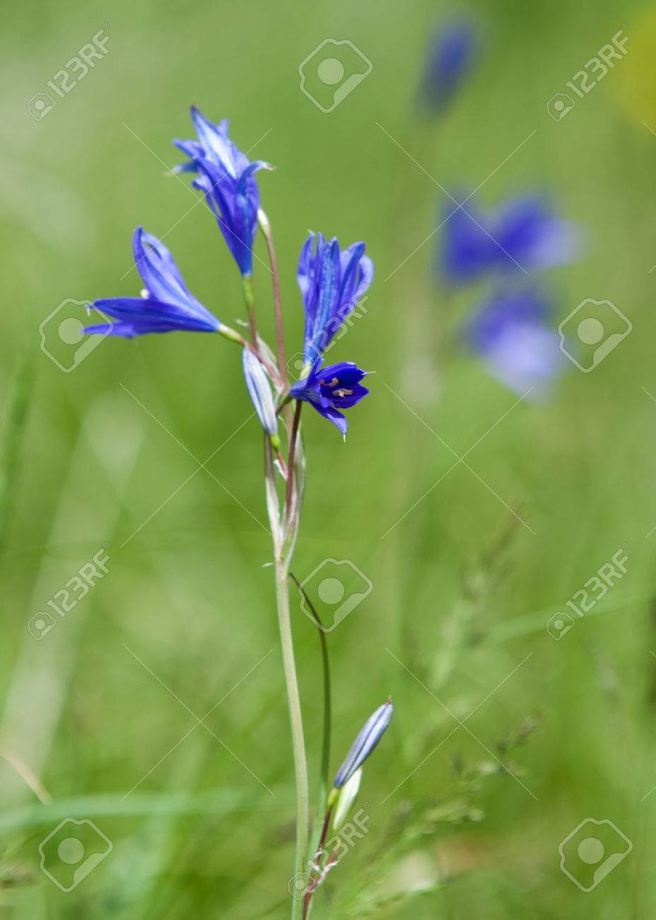 Campanula garden from the family of handbells Campanula garden from the family of handbells