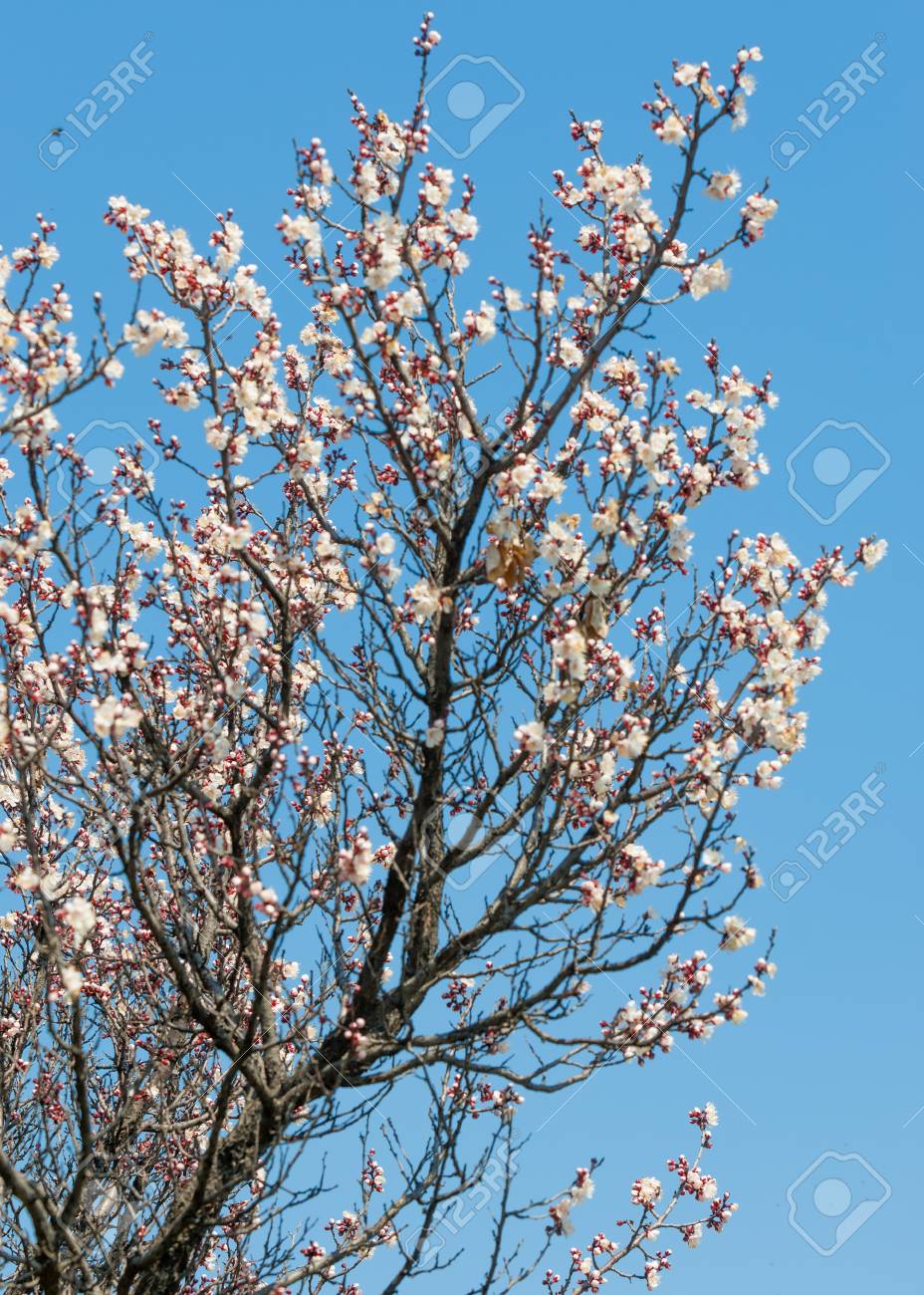 Pink Trees In Bloom Spring Apricot Blossoms Art Background Stock Photo Picture And Royalty Free Image Image 75766621