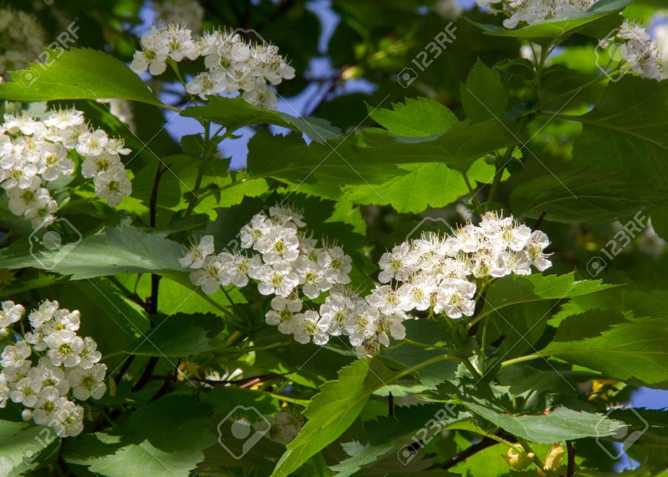 Aubépine Un Arbuste épineux Ou Arbre De La Famille Des Roses De Fleurs Blanches Roses Ou Rouges Et De Petits Fruits Rouges Sombres Haws