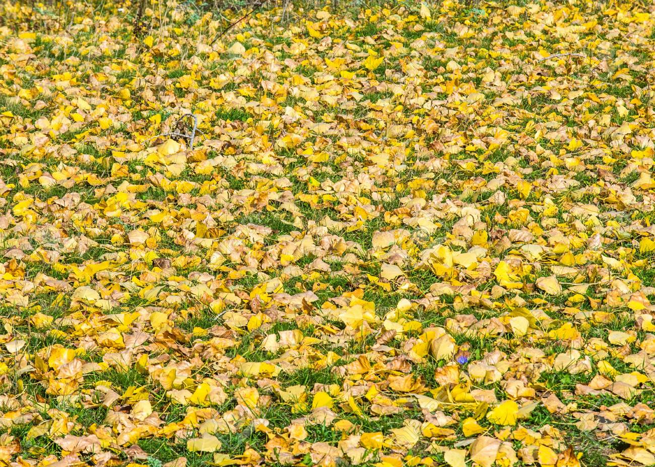 テクスチャ パターン 背景 秋は カーペットに地面を離れます 秋の草を葉します の写真素材 画像素材 Image 7002