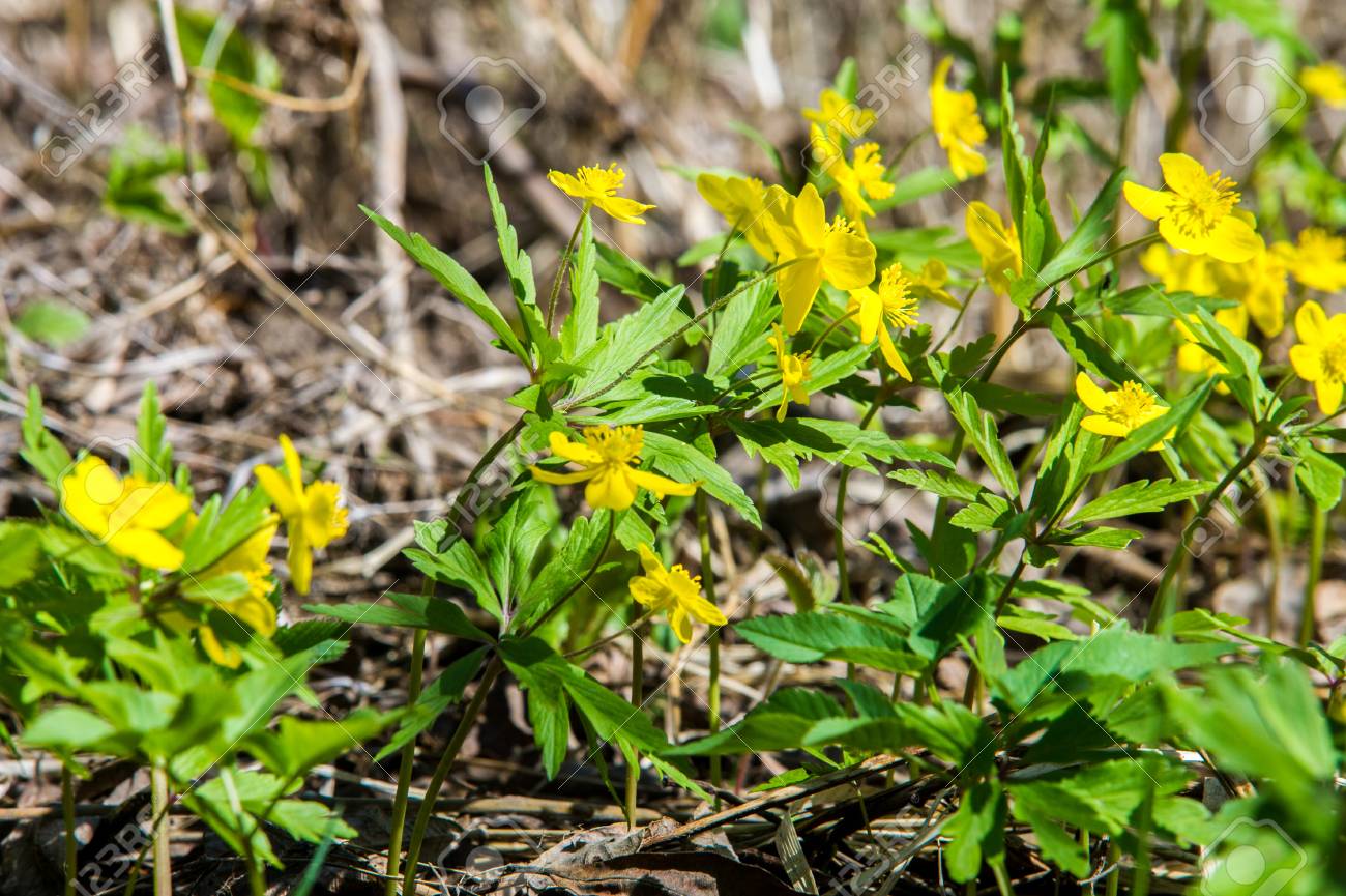 アネモネ イエロー フォレスト花は約 0 種の温帯原産のキンポウゲ家族の顕花植物の属です の写真素材 画像素材 Image