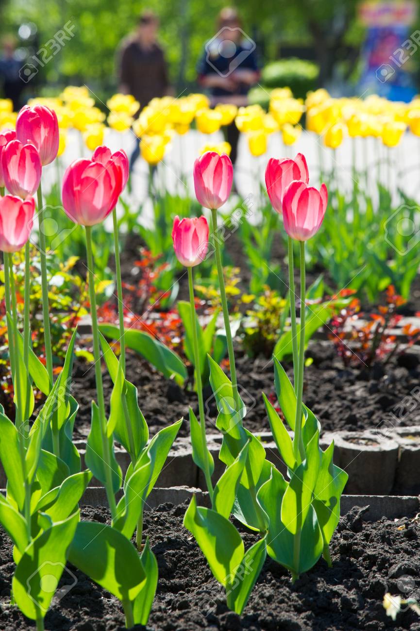 チューリップは 草本 多年生のユーラシアと北アフリカの属です 春咲きの球根植物 大胆に着色されたカップ形の花を持つユリ科の の写真素材 画像素材 Image