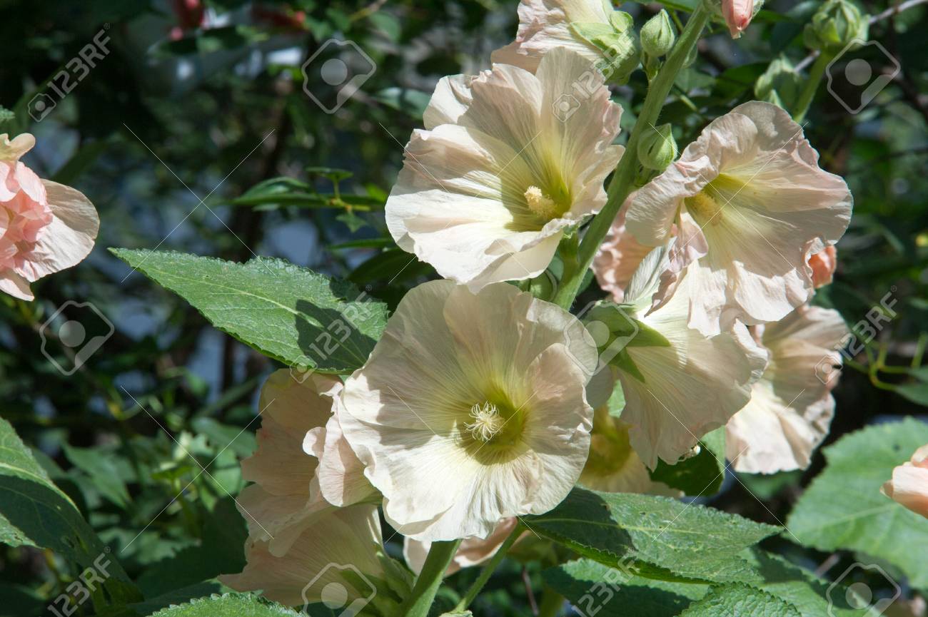 アオイ科の植物の花 毛深い茎 ピンクまたは紫の花と果物の円盤状草本植物 いくつかの種類が 観賞用として栽培されて 一部は食用です の写真素材 画像素材 Image