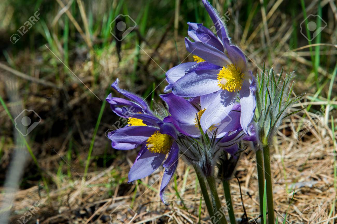 春の風景です 野生の花を 春の花 Pulsatilla 共通の名前を含めるために オキナグサの花や おきなぐさ 風の花 プレーリー クロッカス イースター花草原アネモネ の写真素材 画像素材 Image