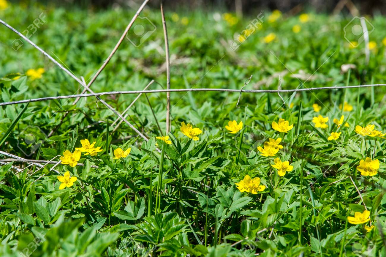 アネモネ イエロー フォレスト花は約 0 種の温帯原産のキンポウゲ家族の顕花植物の属です の写真素材 画像素材 Image