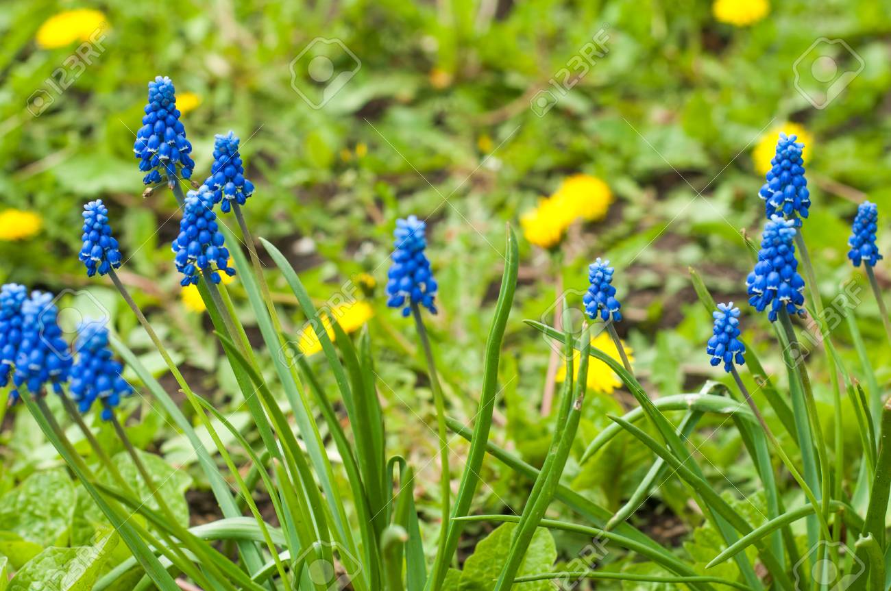 ムスカリは 基底 単純な葉と茎に短いムスカリ属の球根植物です これは種とグレープ ヒヤシンスと呼ばれる属の数の 1 つ の写真素材 画像素材 Image