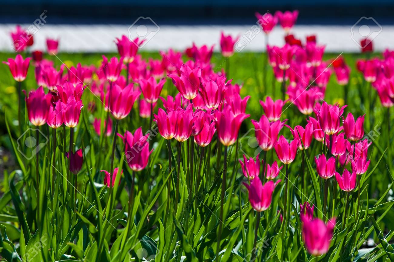 春の花 チューリップ 春の色とりどりの花のチューリップ 家族の球根植物 キャップのような形の大きな花を持つユリ科 の写真素材 画像素材 Image