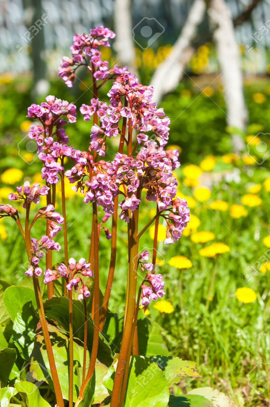 Bergenia Elephant Eared Saxifrage Elephant S Ears Bergenia Stock Photo Picture And Royalty Free Image Image 81215916