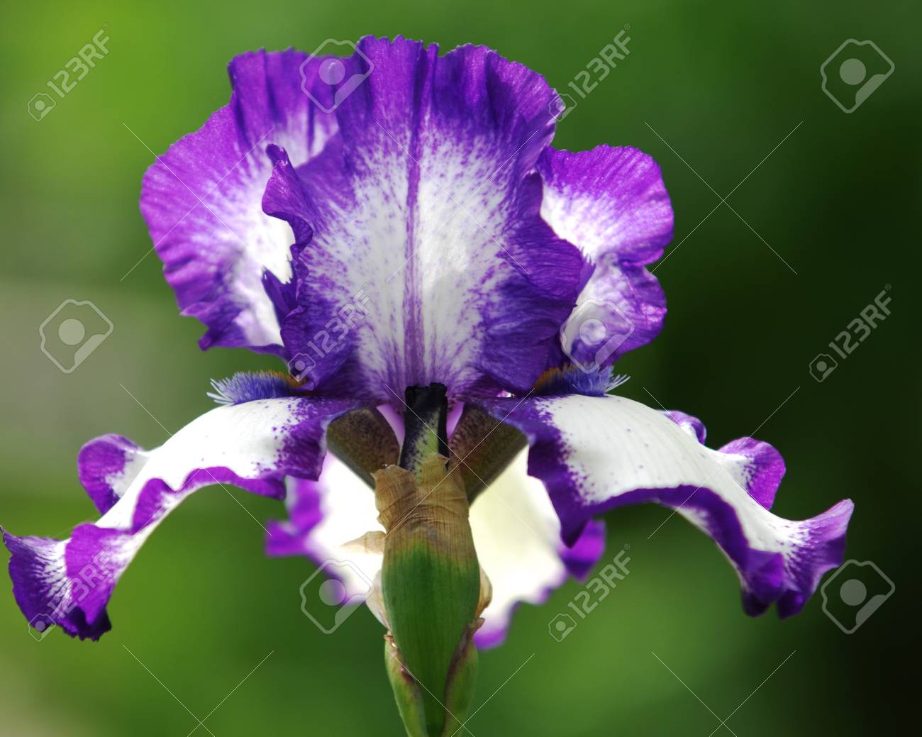 グラジオラス 剣のユリ Gladiole うれしい アイリス家族 剣状の旧世界の植物の葉し 色鮮やかな花 ガーデン 切花として人気のスパイクが の写真素材 画像素材 Image 4806