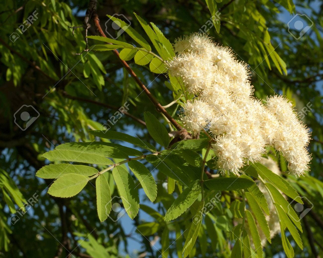 花ナナカマド 春にナナカマドを下げます ナナカマドの木の白い花 の写真素材 画像素材 Image
