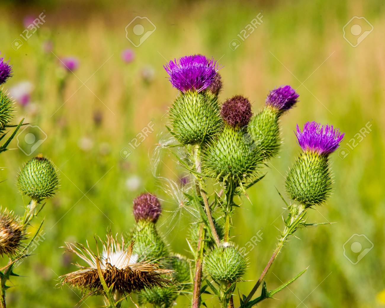 ゴボウのゴボウ ごぼう ヒナギク家族の大規模な草本旧世界植物 フック ベアリング花は受精後木質バリになるし 種子散布のための動物のコートにしがみつきます の写真素材 画像素材 Image