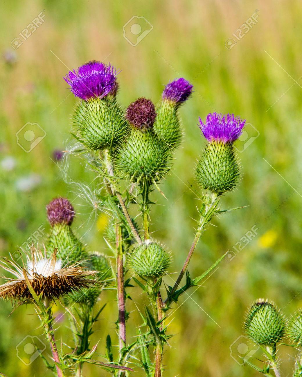 ゴボウのゴボウ ごぼう ヒナギク家族の大規模な草本旧世界植物 フック ベアリング花は受精後木質バリになるし 種子散布のための動物のコートにしがみつきます の写真素材 画像素材 Image