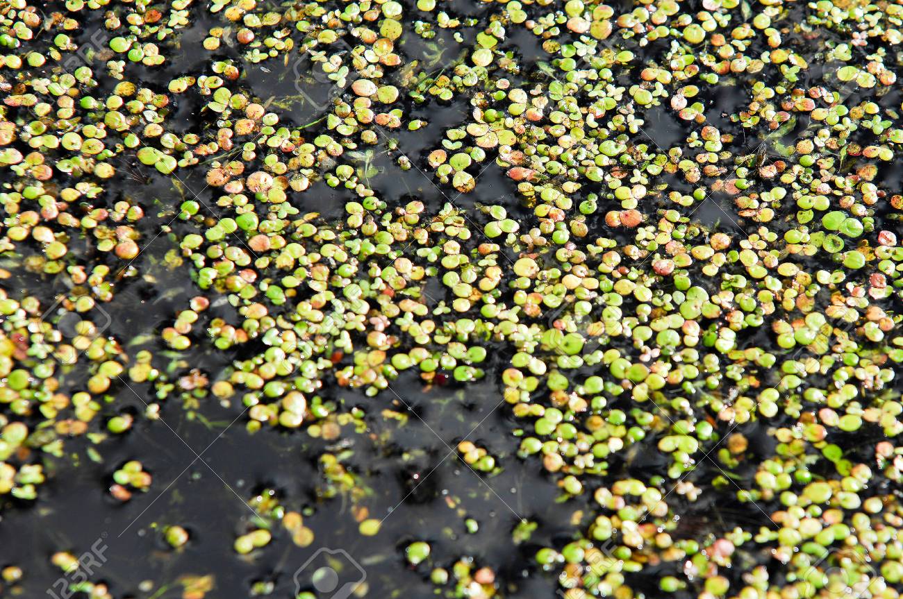沼地の写真 ティナ アヒルの子 静水に大量に浮かぶ小さな水生開花植物は しばしば表面上に見かけ上の連続的な緑色の層を形成します の写真素材 画像素材 Image