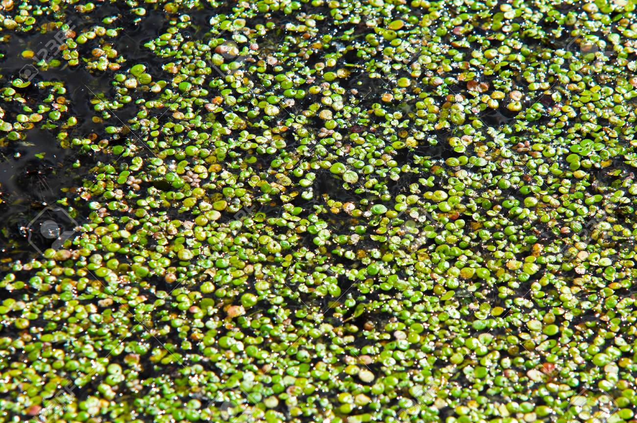 沼地の写真 ティナ アヒルの子 静水に大量に浮かぶ小さな水生開花植物は しばしば表面上に見かけ上の連続的な緑色の層を形成します の写真素材 画像素材 Image