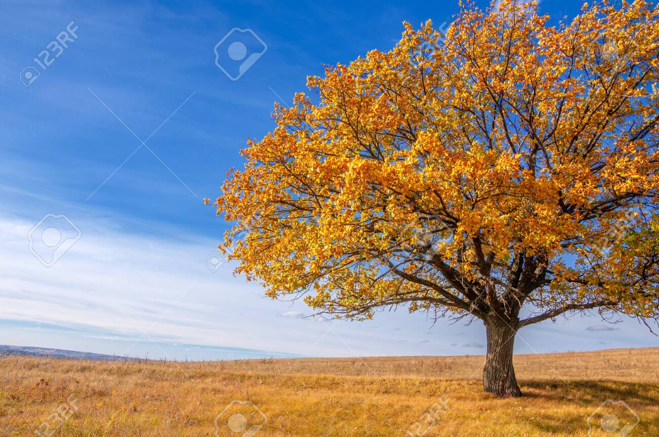Autumn landscape photography, best photographer, mixed forests in autumn condition, colorful leaves, divided into burgundy, red, green, with patterned carpet - 141715169 Autumn landscape photography, best photographer, mixed forests in autumn condition, colorful leaves, divided into burgundy, red, green, with patterned carpet - 141715169