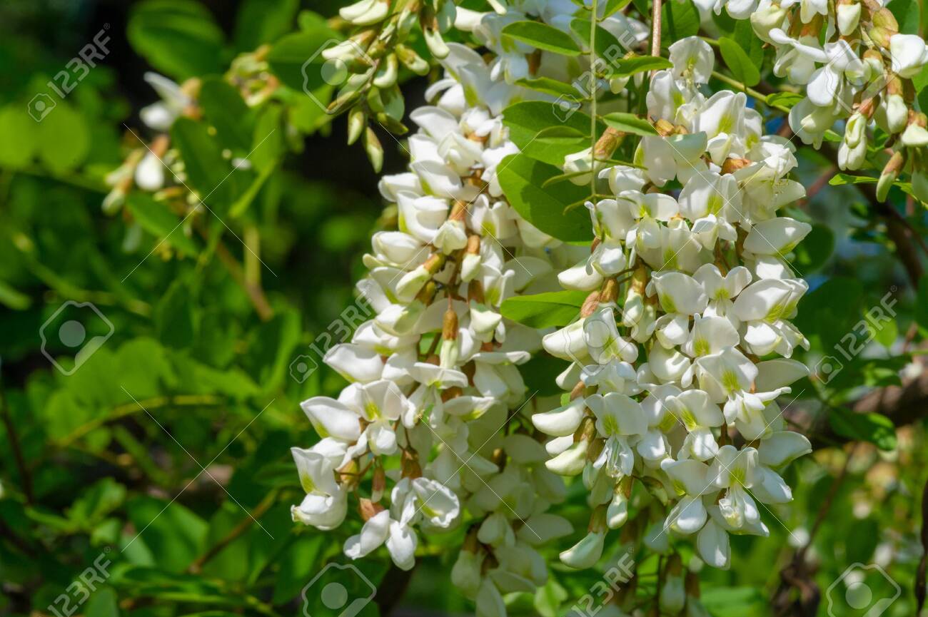 Robinia Pseudoacacia A Black Locust Belonging To The Robinieae Stock Photo Picture And Royalty Free Image Image