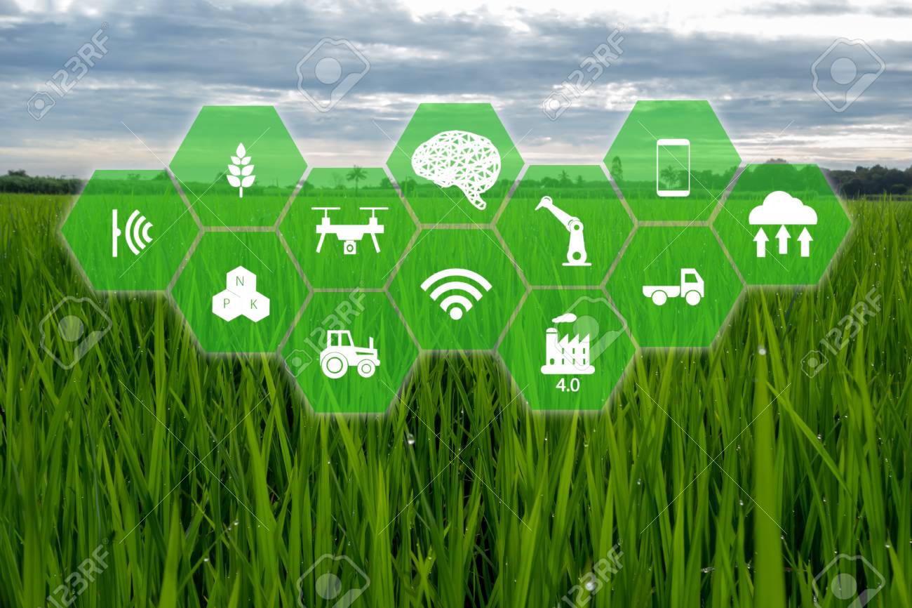 iot, internet of things,farmer agriculture concept, Smart farm with Robotic icon (artificial intelligence/ ai) use for management , control , monitoring, and detect with the sensor in the farm, field. - 113668174 iot, internet of things,farmer agriculture concept, Smart farm with Robotic icon (artificial intelligence/ ai) use for management , control , monitoring, and detect with the sensor in the farm, field. - 113668174