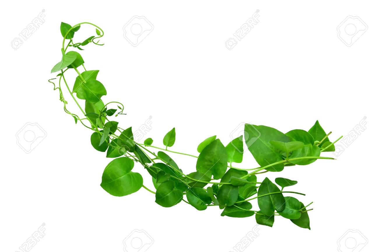 Twisted jungle vines liana plant Cowslip creeper vine Telosma cordata with heart shaped green leaves on transparent, png file 19873970 PNG