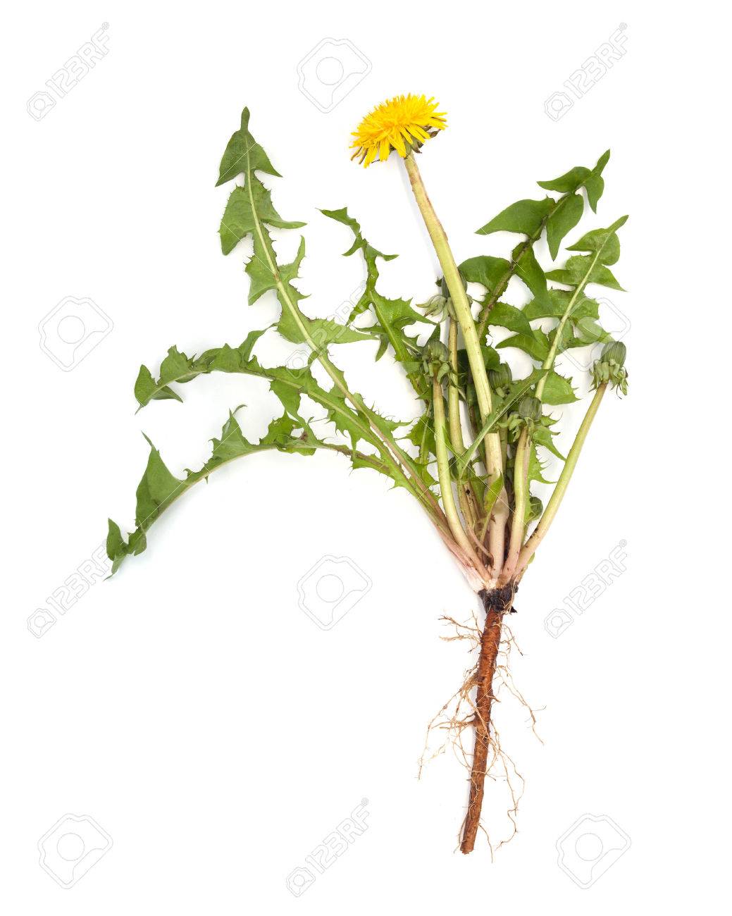 green medicinal plant on white background isolated - 57331167 green medicinal plant on white background isolated - 57331167