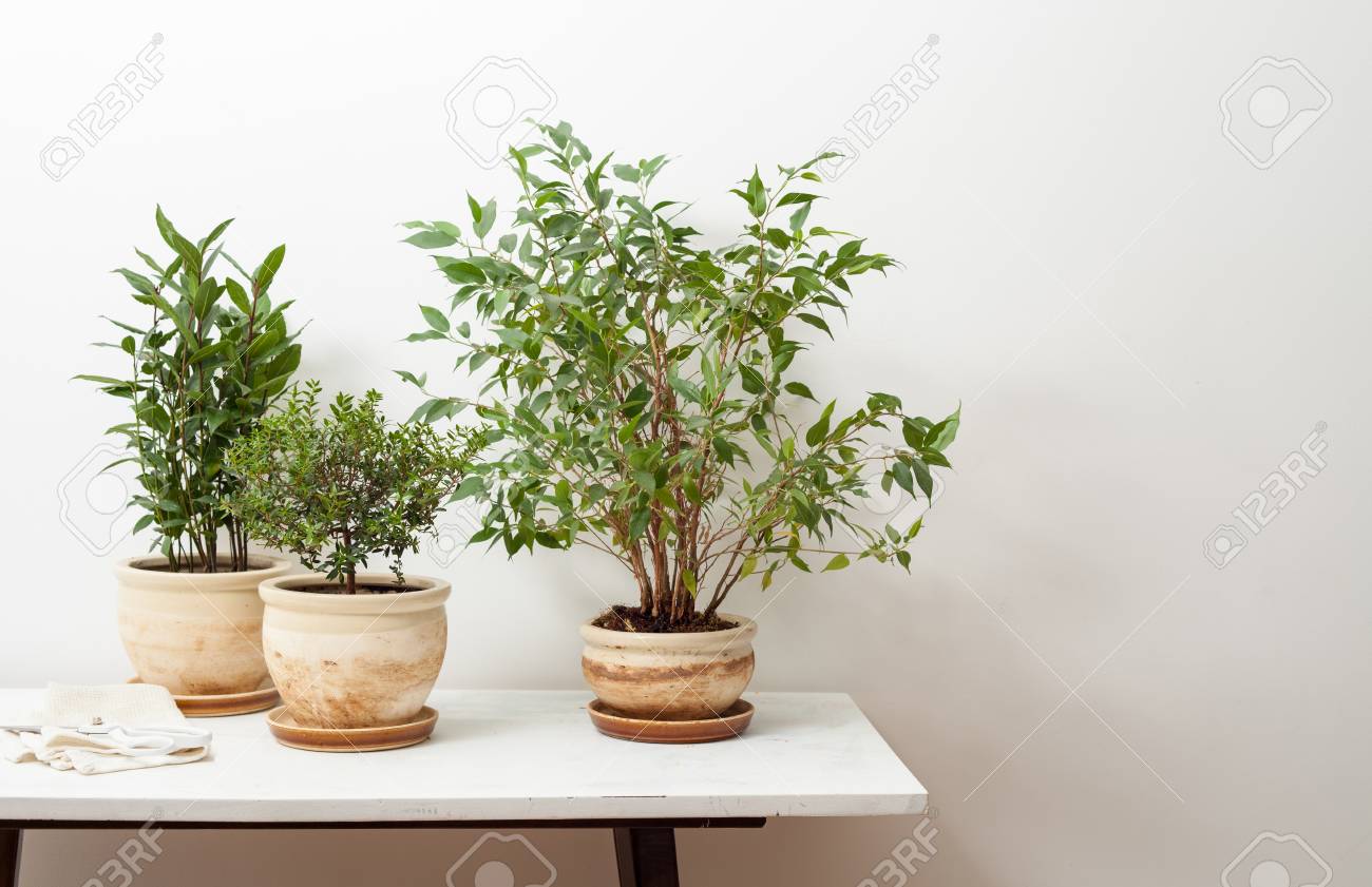 Cultivo de plantas medicinales Cultivo de plantas medicinales
