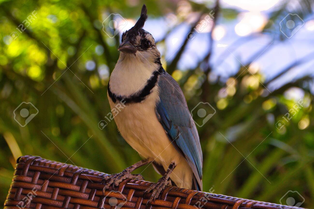 Beautiful Bird From Costa Rica, With A 