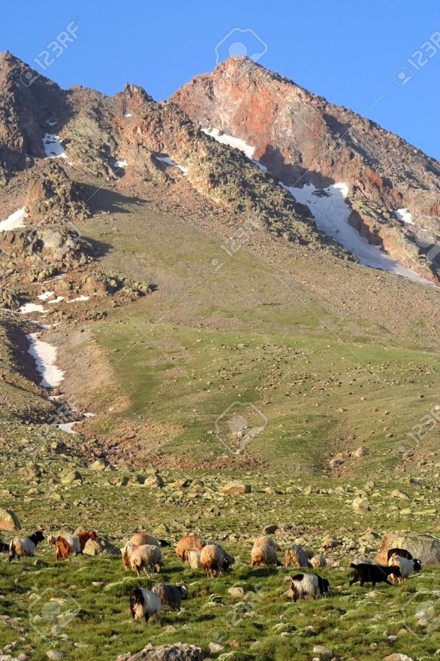 etiam-dictum-ipsum-a-felis