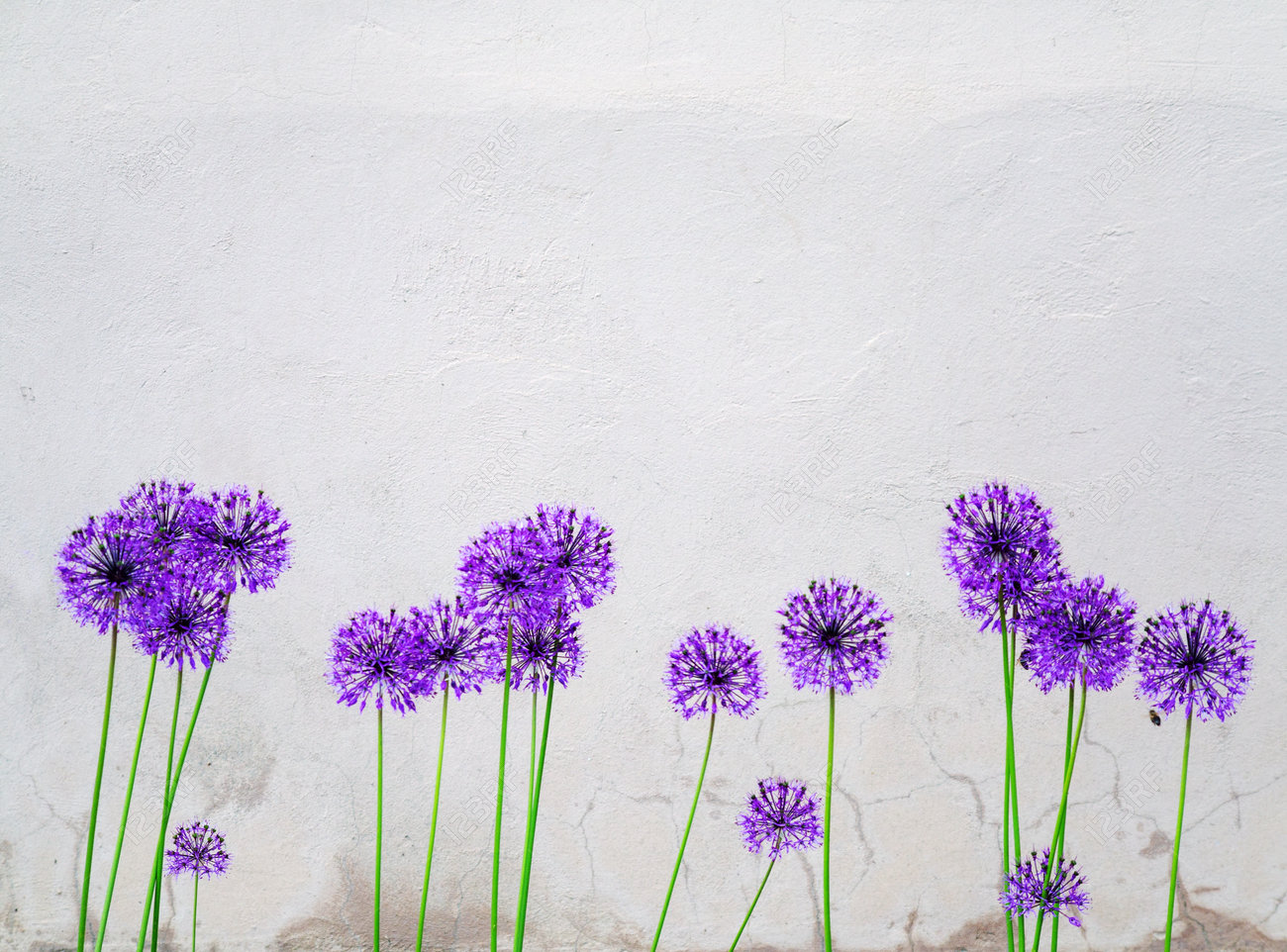 Creative Ball Shaped Purple Flowers On Long Thin Stems On The Stock Photo Picture And Royalty Free Image Image 83426478