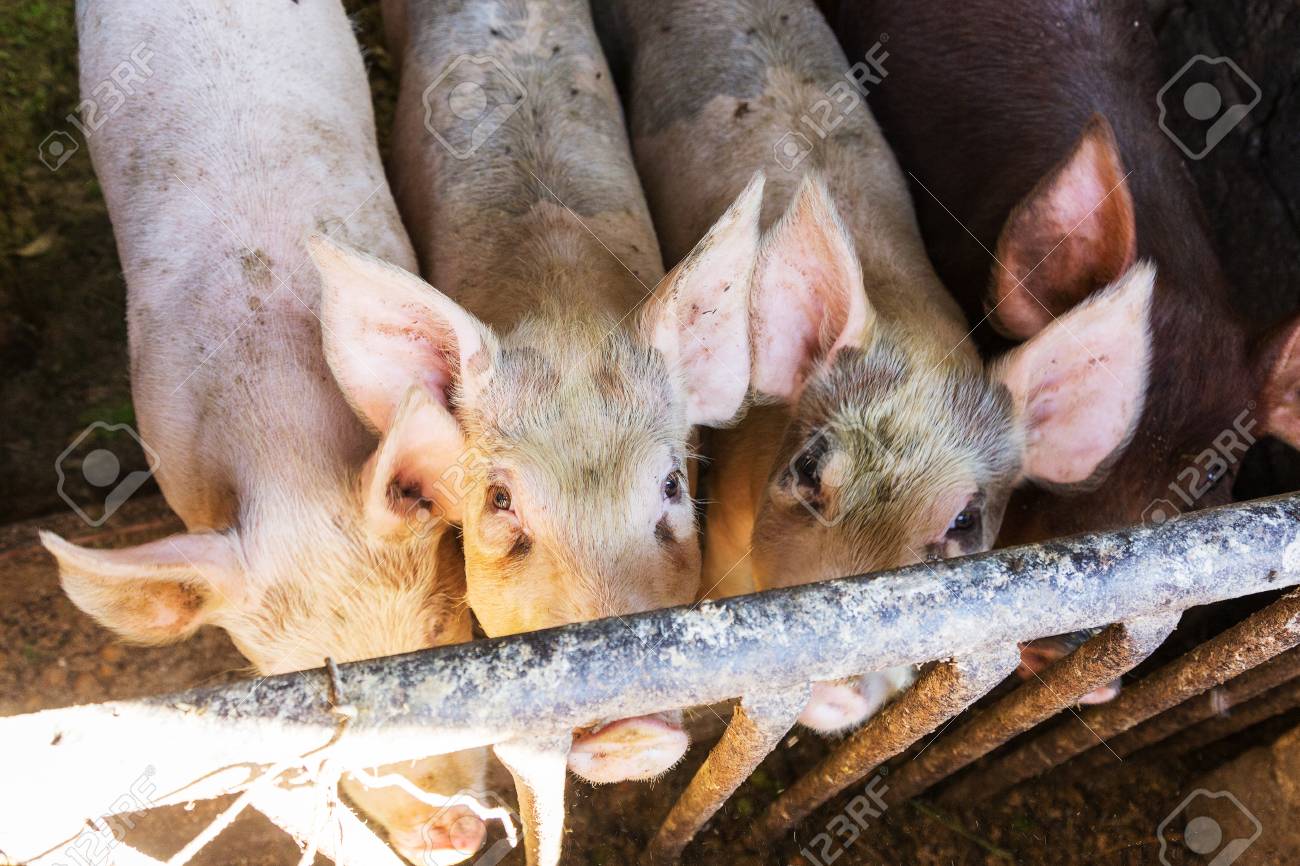 Pigs At The Troff