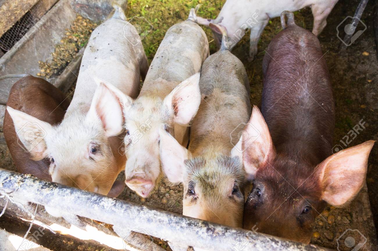 Pigs At The Troff