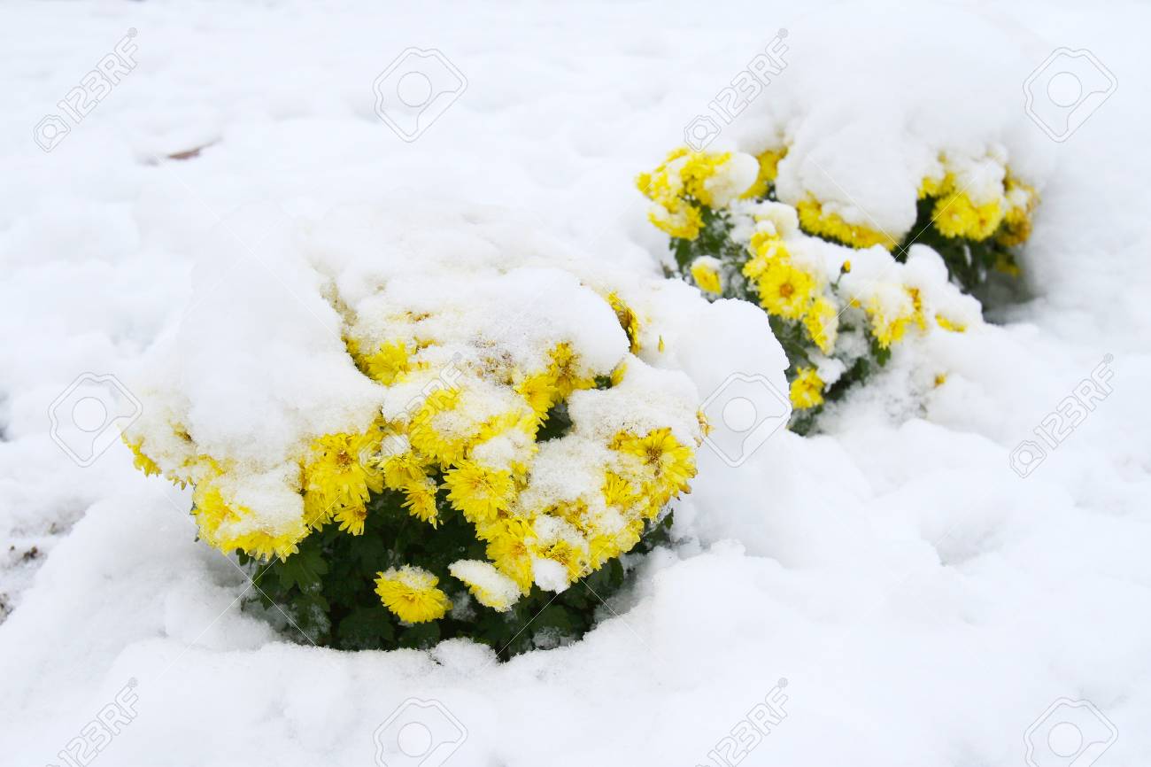 降雪 冬の風景 雪のクローズアップで美しい黄色の菊 冬が正月にやって来る の写真素材 画像素材 Image