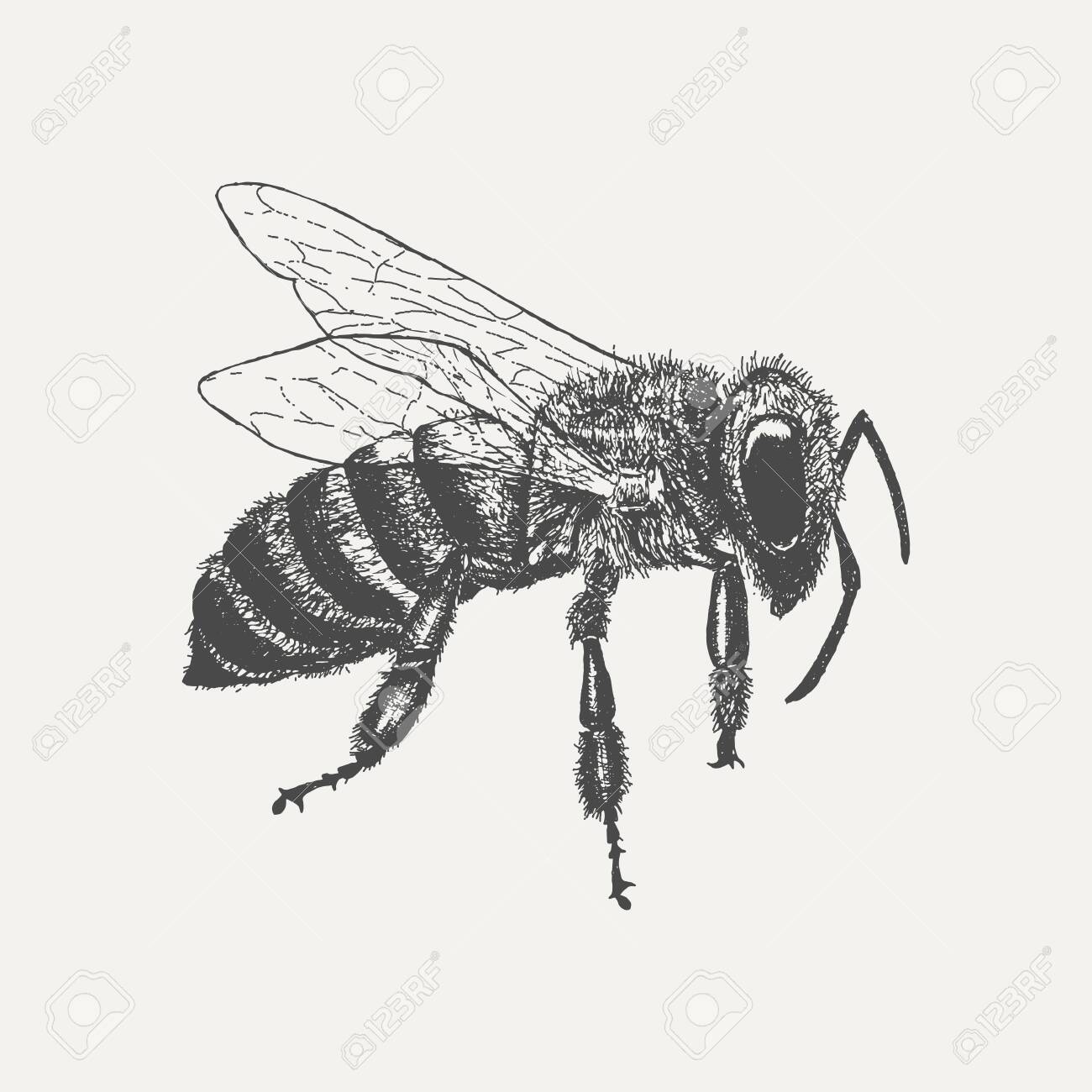 Bee Isolated On White Background. Hand Drawn Sketch In Vintage Engraving  Style. Vector Illustration Of Insect Royalty Free SVG, Cliparts, Vectors,  and Stock Illustration. Image 139223693., image size:1300x1300