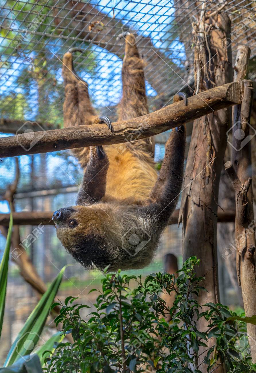 two toed sloth hanging on a tree stock photo picture and royalty